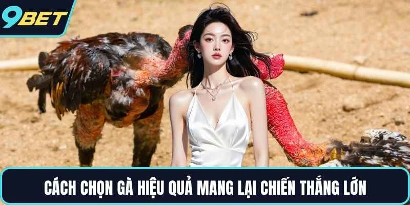 Cách chọn gà hiệu quả mang lại chiến thắng lớn