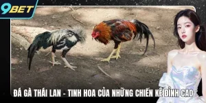 đá gà thái lan