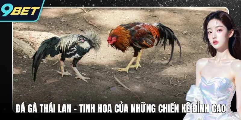 đá gà thái lan